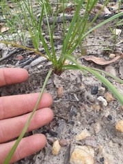 Caesia parviflora parviflora