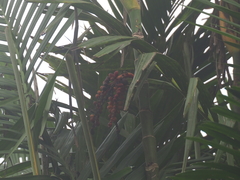 Pinanga coronata
