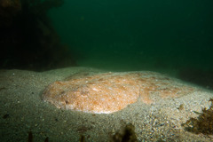 Angelshark photo 3