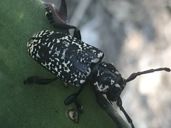 Acanthoderes funeraria