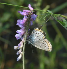 Plebejus subsolanus