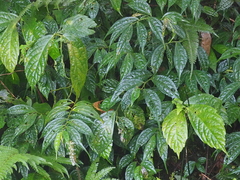 Elatostema