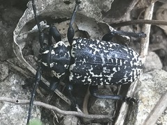 Acanthoderes funeraria