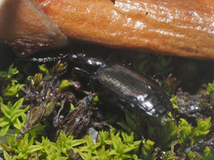 Microlestes minutulus