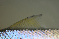 Alosa chrysochloris