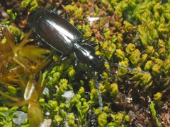 Microlestes minutulus