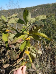 Triosteum perfoliatum