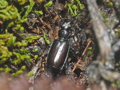 Microlestes minutulus