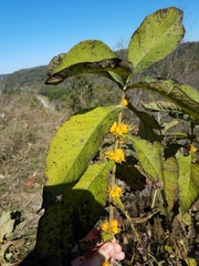 Triosteum perfoliatum