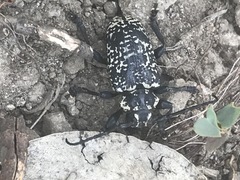 Acanthoderes funeraria