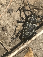 Acanthoderes funeraria