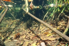 Melanotaenia splendida splendida