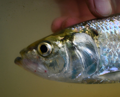 Alosa chrysochloris