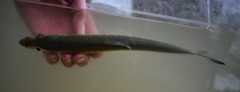 Alosa chrysochloris