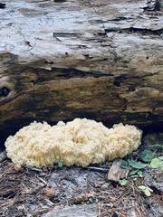 Hericium abietis