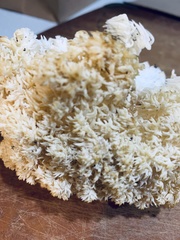 Hericium abietis
