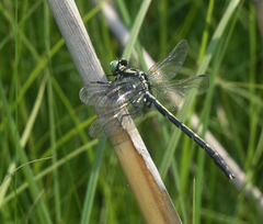 Trigomphus nigripes