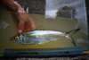Skipjack Shad - Photo (c) Koaw Nature, some rights reserved (CC BY-NC), uploaded by Koaw Nature