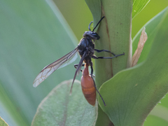 Polybia dimidiata