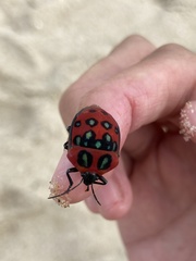 Poecilocoris druraei