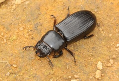 Episphenus comptoni