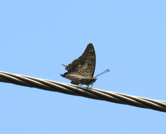 Junonia lemonias