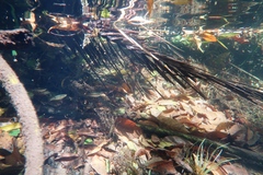 Melanotaenia splendida splendida