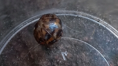 Glomeridae