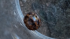 Glomeridae
