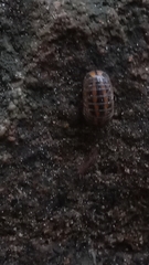 Glomeridae