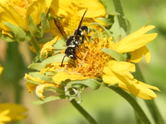 Pachodynerus californicus