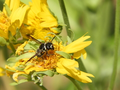 Pachodynerus californicus