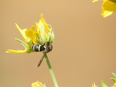 Pachodynerus californicus