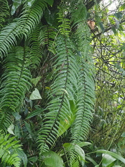 Asplenium truncatum