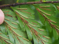 Asplenium truncatum