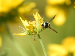 Pachodynerus californicus