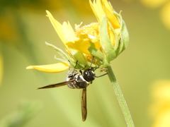 Pachodynerus californicus