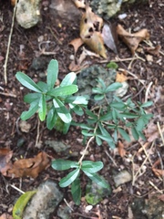 Diospyros anisandra