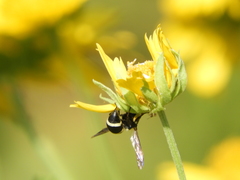 Pachodynerus californicus