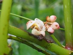Begonia multangula