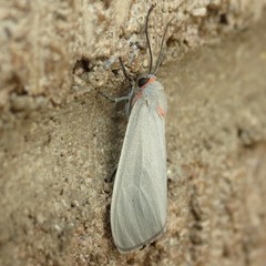 Pygarctia murina