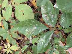 Tropidosteptes