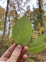 Tropidosteptes