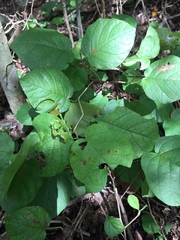 Neomillspaughia emarginata