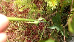 Stenanthium leimanthoides