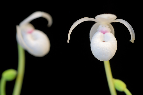 Mexipedium