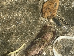 Abudefduf concolor