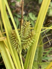 Carex retrorsa