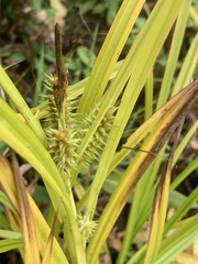 Carex retrorsa