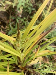Carex retrorsa